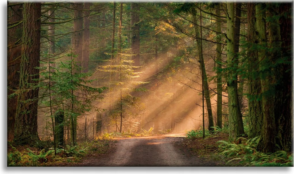 Vászonkép Ösvény az erdőben Fák Természet 90x60 cm