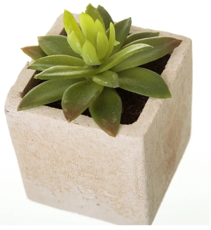 Műnövény szett 6 db-os (magasság 9,5 cm) Cactus – Casa Selección