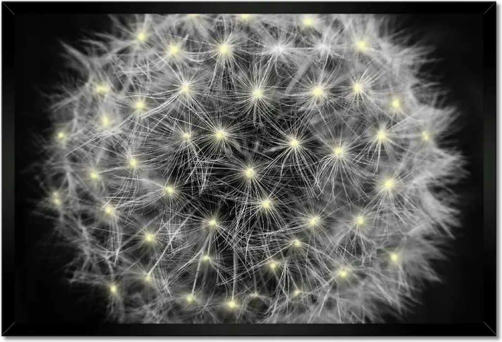 Poszterek keretben 60x40 Pitypang Virág Virágok