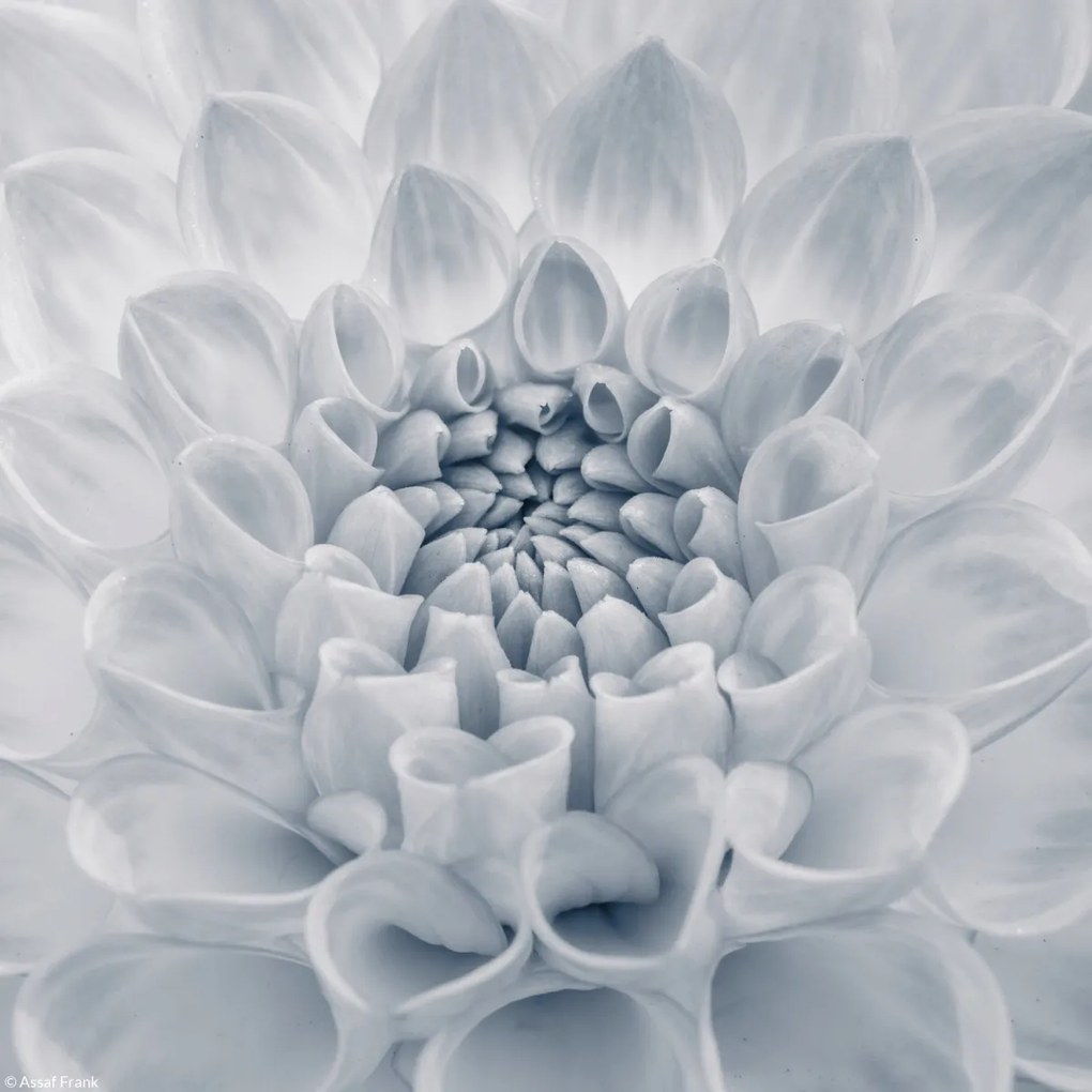 Poszter 20x20cm Dália virág 2, Assaf Frank