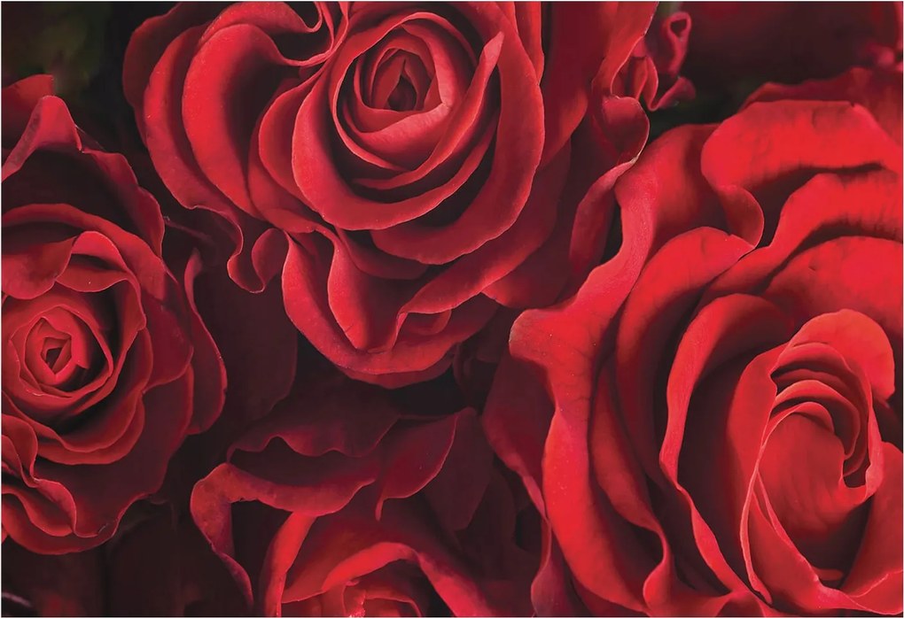 Dekoratív fotótapéta falra Könnyű összeszerelés Vörös rózsák 152x104 Ragasztó