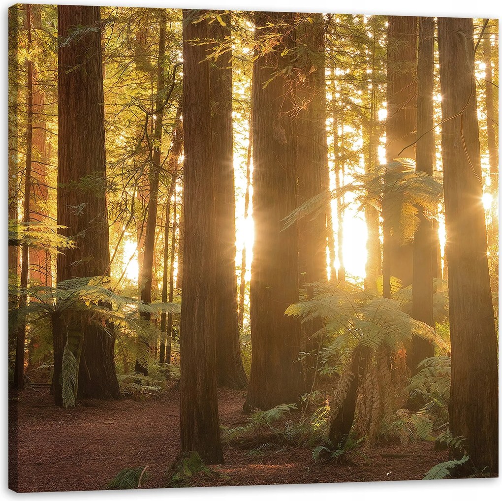 Vászonkép Nap sugarai Erdő Fák 90X90 cm Ajándéknak is tökéletes