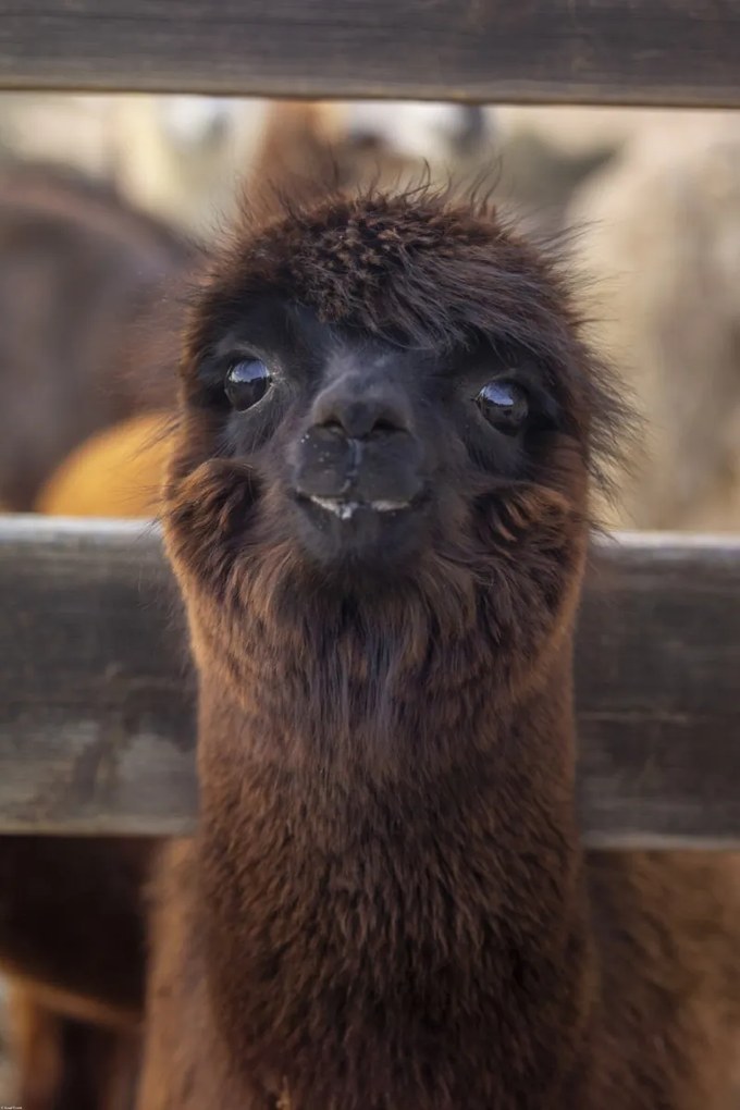 Poszter 61x91,5cm Alpaka, Assaf Frank