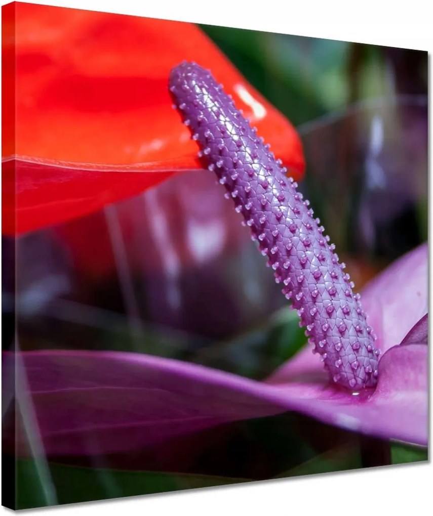 Vászonkép 30x30 Lila antúrium