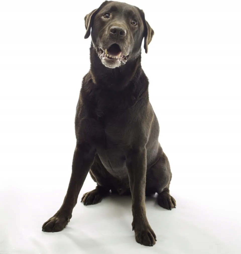 Poszter 40x50cm Barna labrador, fehér alapon, Assaf Frank