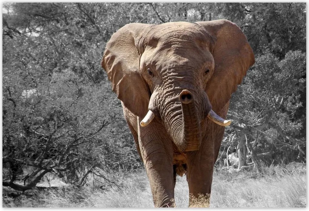 Poszterek 155x105 A nagy elefánt