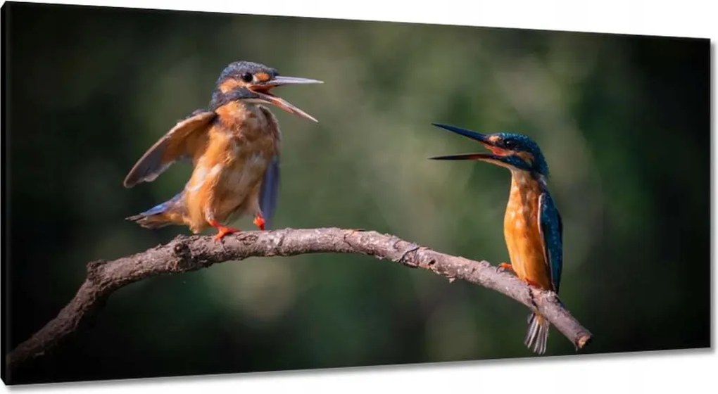 Vászonkép 115x55 Madarak