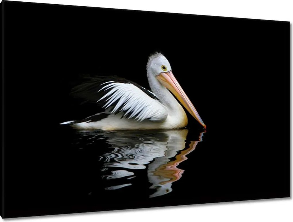 Festmények 120x80 Kormorán