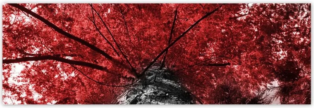 Poszterek 200x66 mamutfenyő Magas fa