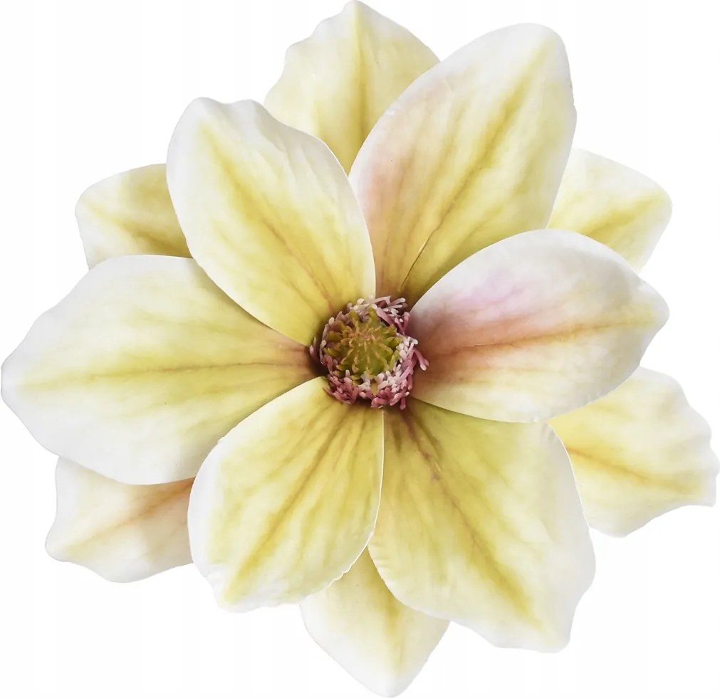 Magnólia Fej Élő Mágnólia Virágok művirág Gumi -na