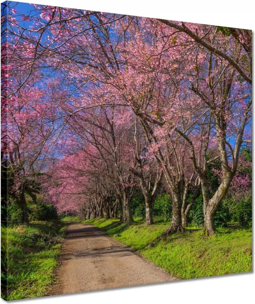 Vászonkép 40x40 Virágzó cseresznye