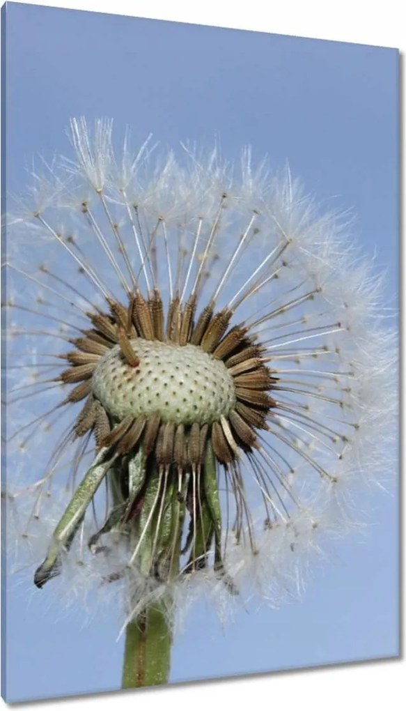 Vászonkép 80x120 Pitypang Virág Virágok