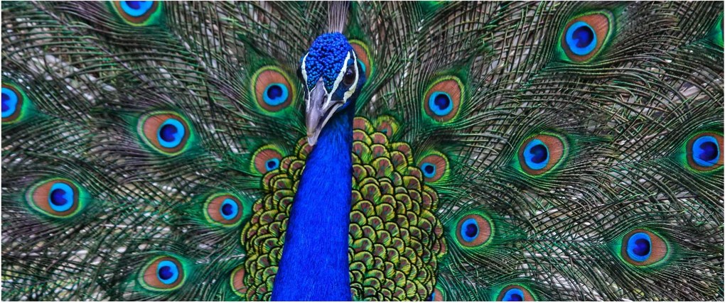 Kép - Páva (120x50 cm)