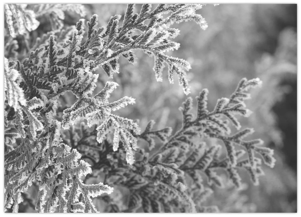 Kép - Lucfenyő erdő (70x50 cm)