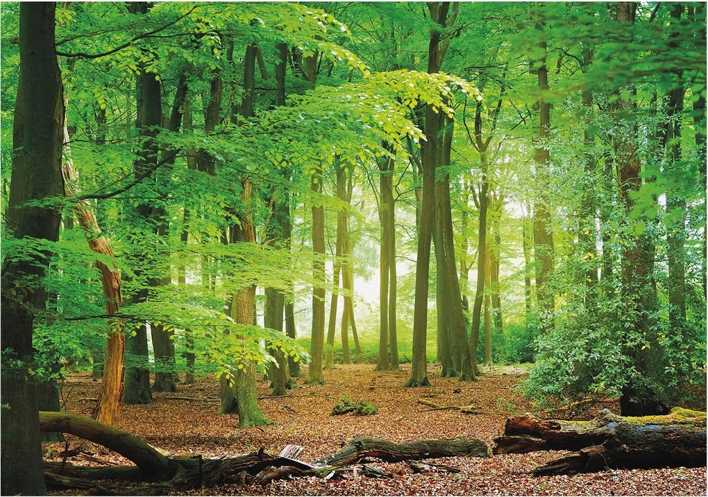 Dekoratív Fotótapéta Hálószobába Zöld erdő 208x146 Ragasztó