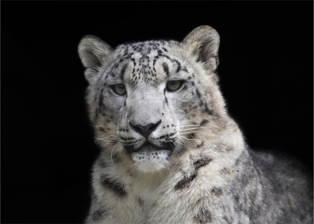 Üveg kép - Snow Leopard (70x50 cm)