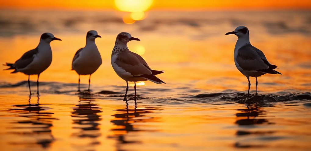 Poszter 91,3x44,5cm Sirály mese