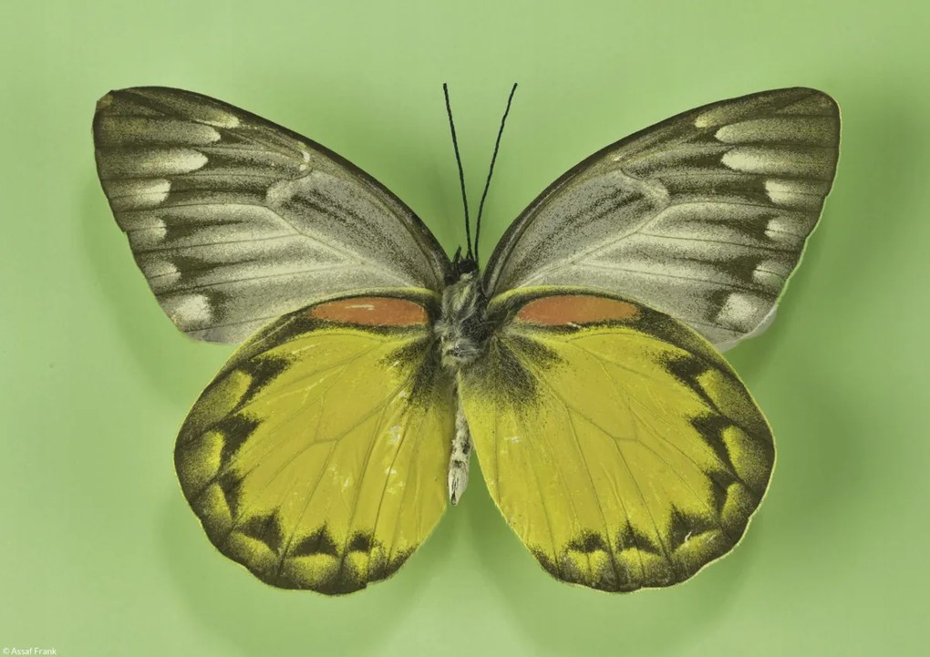 Poszter 29,7x21cm Pillangó zöld alapon, Assaf Frank