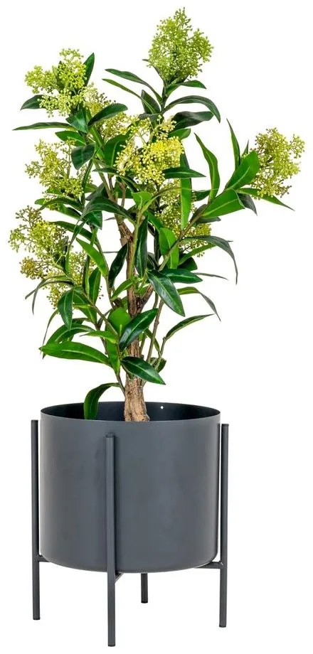 Skimmia Tree műnövény