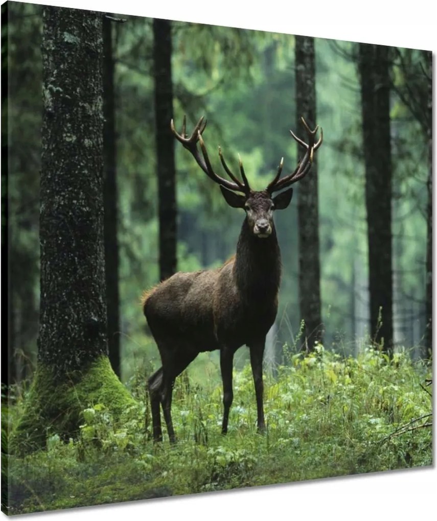 Vászonkép 60x60 Szarvas az erdő közepén