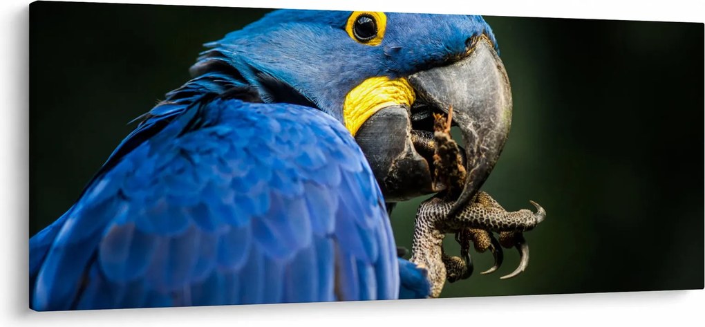 Papagáj képe (120x50 cm)