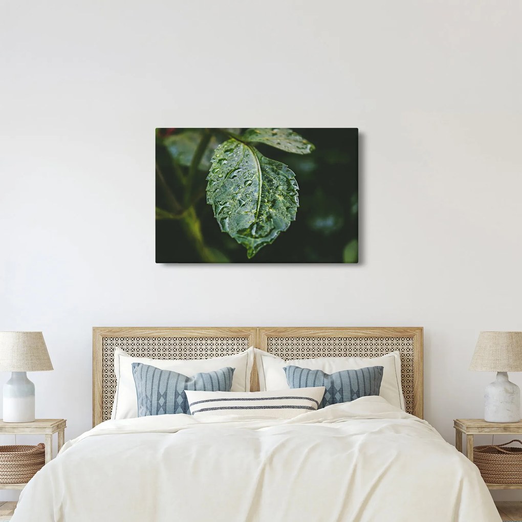 Kép - cseppek a levelen (90x60 cm)