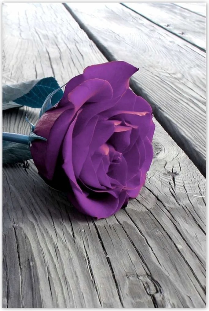 Poszterek 80x120 Lila rózsa padló