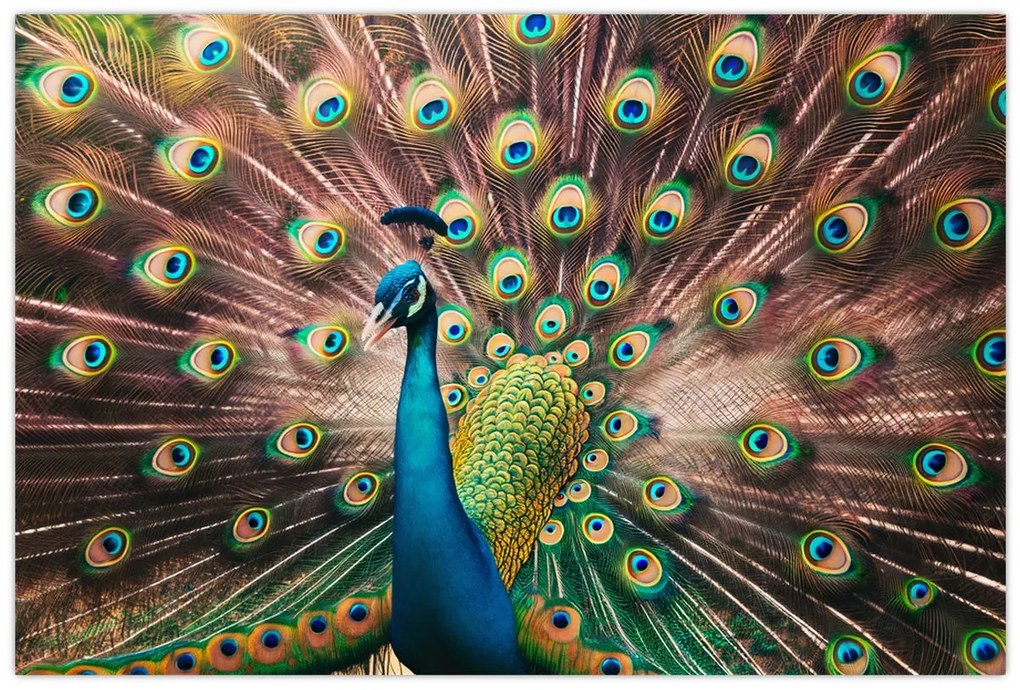 Kép - Páva (90x60 cm)