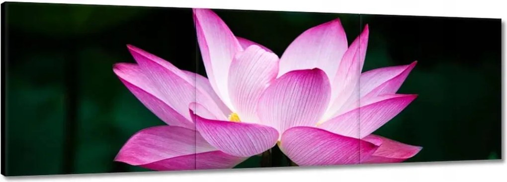 Vászonkép 60x20 Lótuszvirág