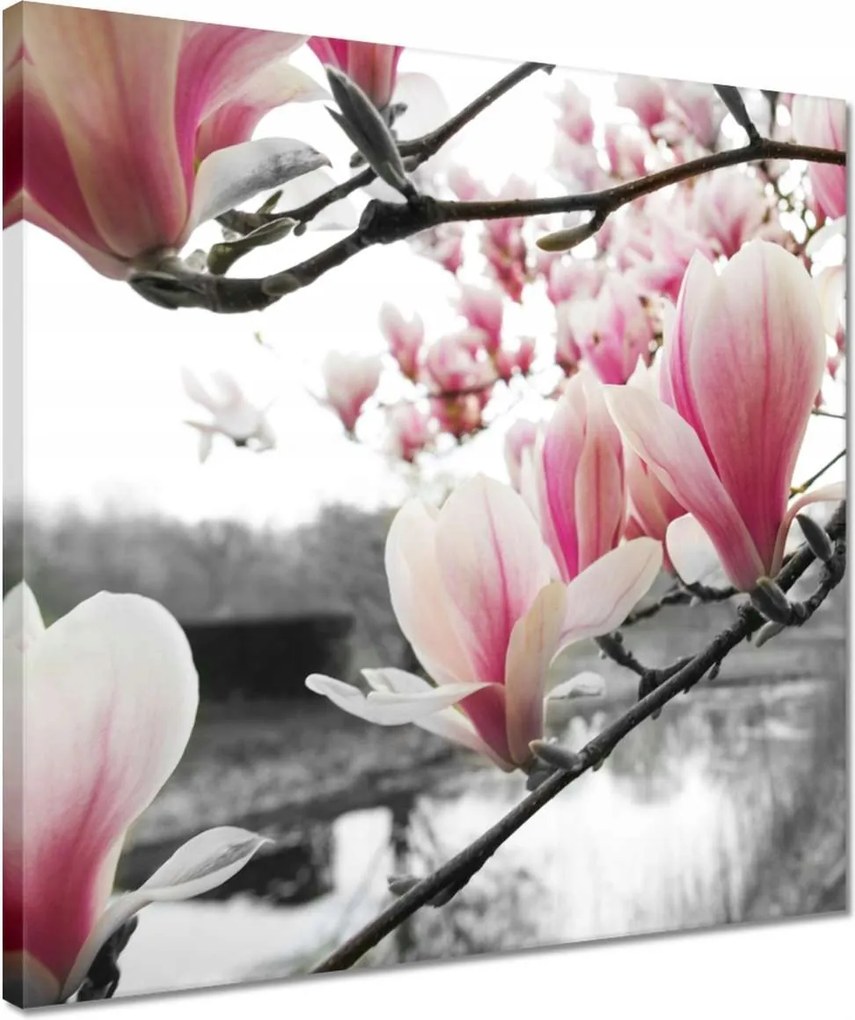 Vászonkép 40x40 Magnólia Virágok