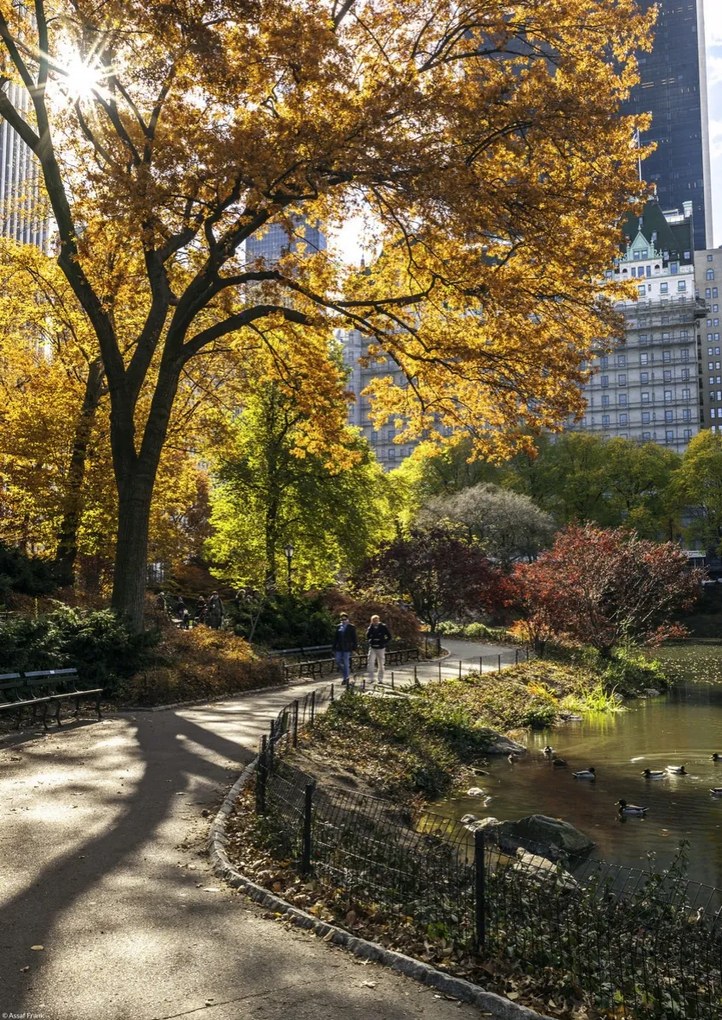 Poszter 29,7x42cm Ösvény a központi parkon át 5, Assaf Frank