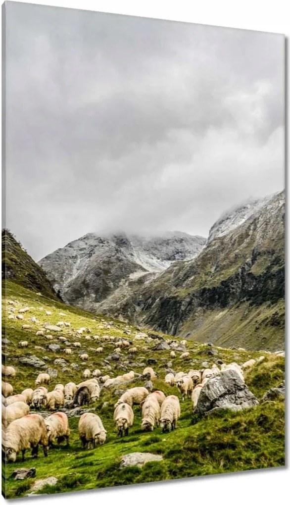 Vászonkép 80x120 Juh legeltetés Bárányok Juhok