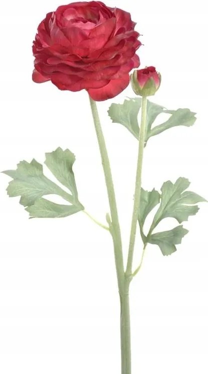 nagy teljes boglárka ranunculus fukszia művirág