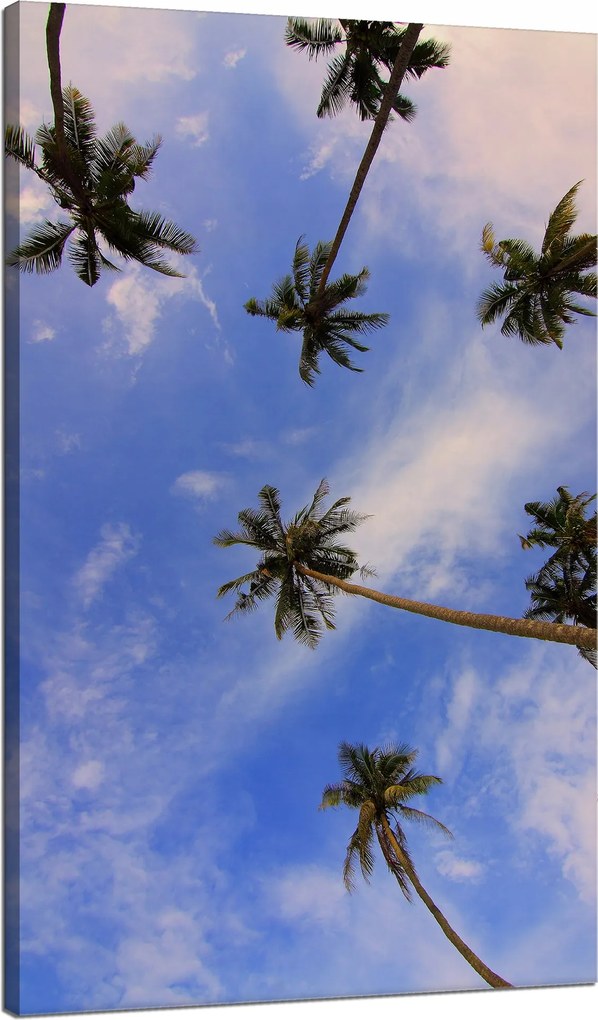 Vászonkép Természet Kókuszpálmák 70x120 cm