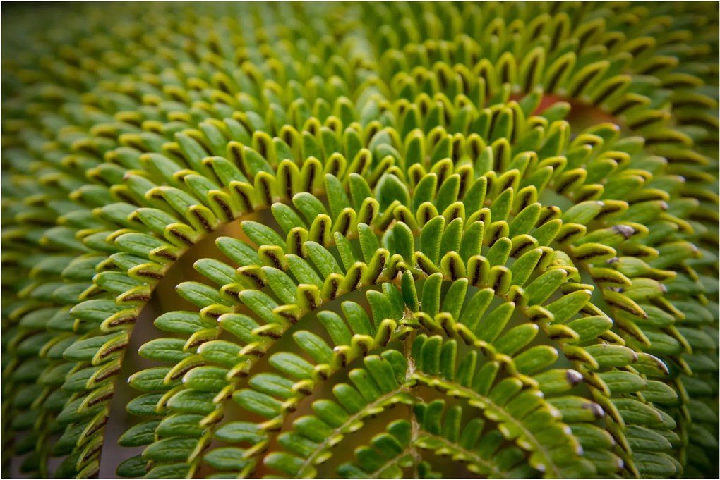 Kép - Fern (90x60 cm)