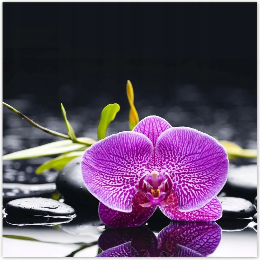 Poszterek 100x100 Lila orchidea