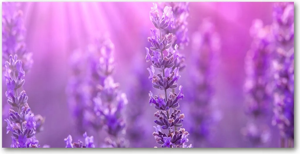 Fotótapéta falra edzett üveg Levendula 140x70