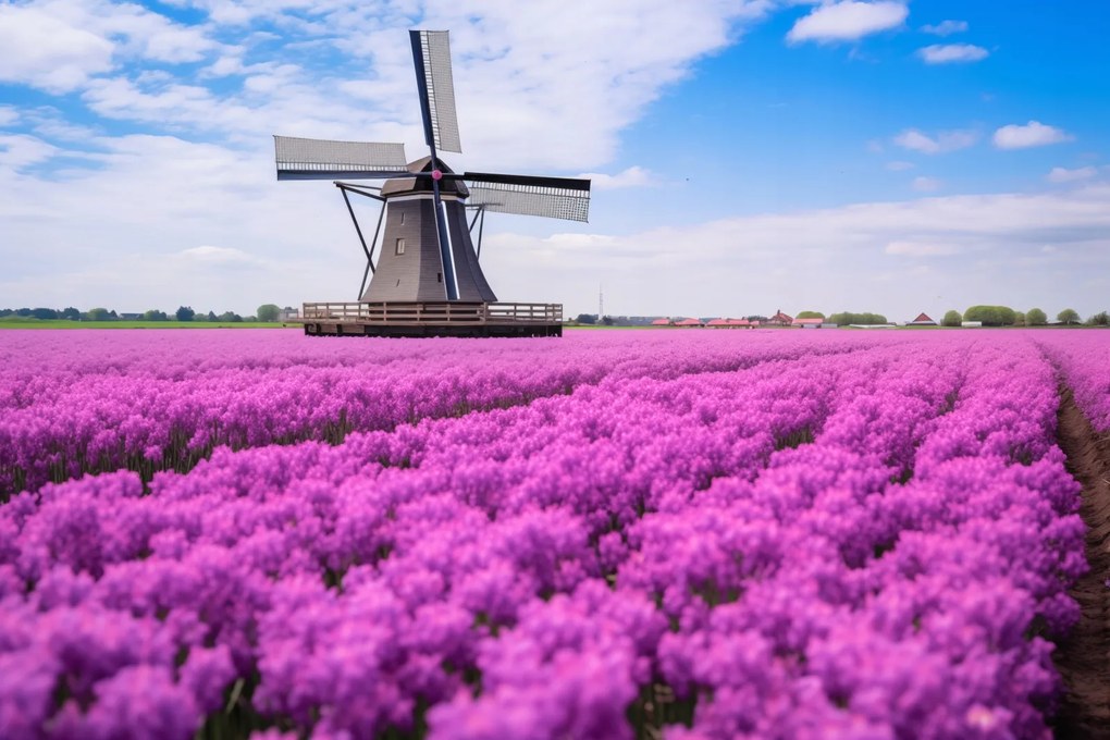 Poszter 91,5x61cm A holland szélmalom színei