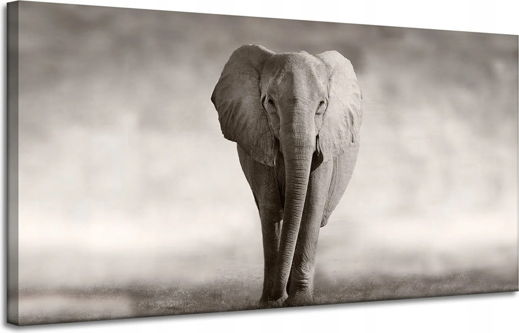 Vászonkép Fekete-fehér Elefánt Pózoló Afrika 120x60 cm