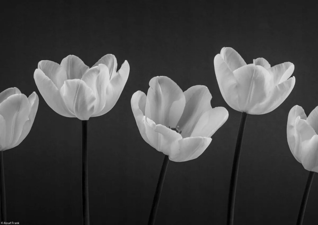 Poszter 29,7x21cm Tulipánok egy sorban, Assaf Frank