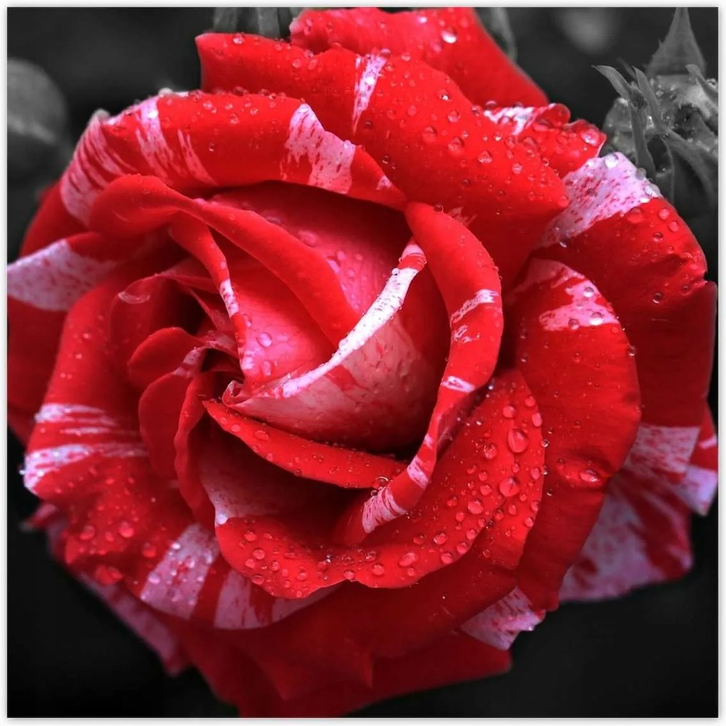 Poszterek 70x70 Fehér-piros rózsa