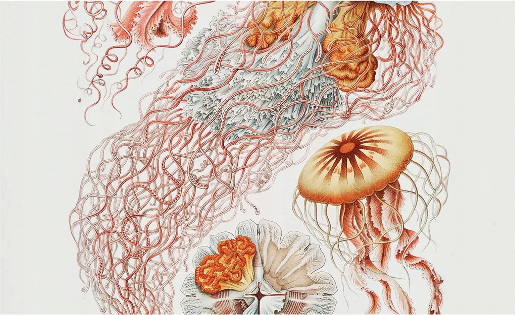 Fali tapéta Panorámával Fantázia medúzák 416x254 Ragasztó