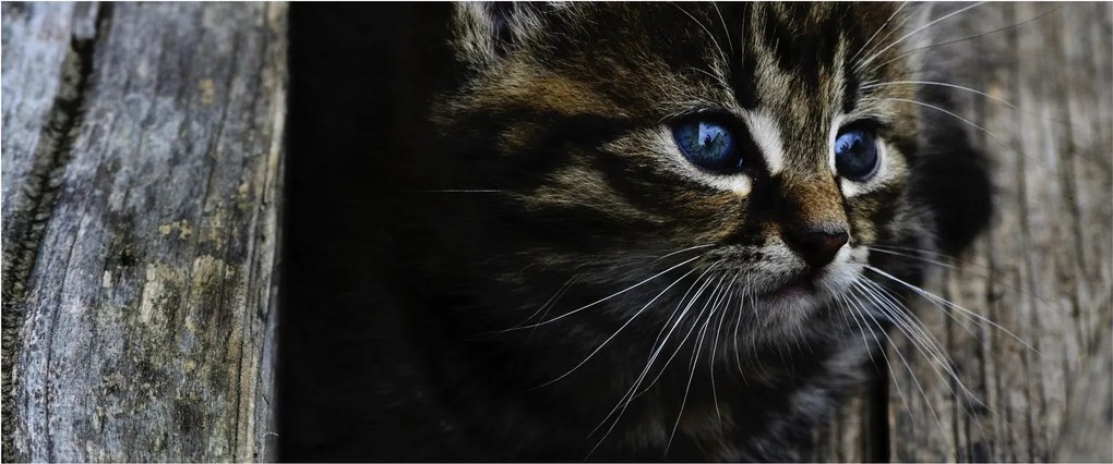 Cica képe (120x50 cm)