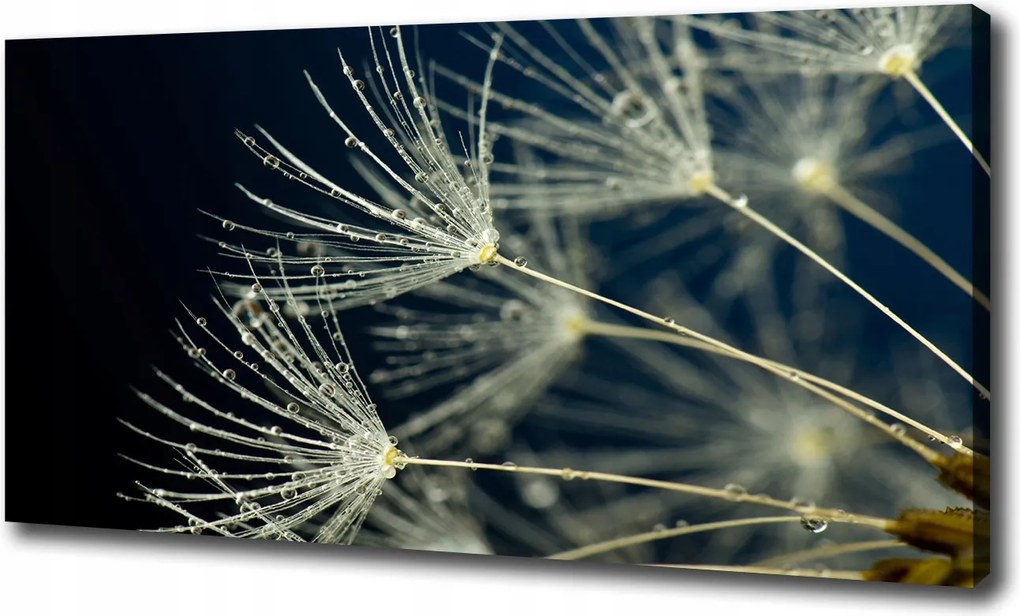 Vászonkép Pitypang magok 120x60 cm