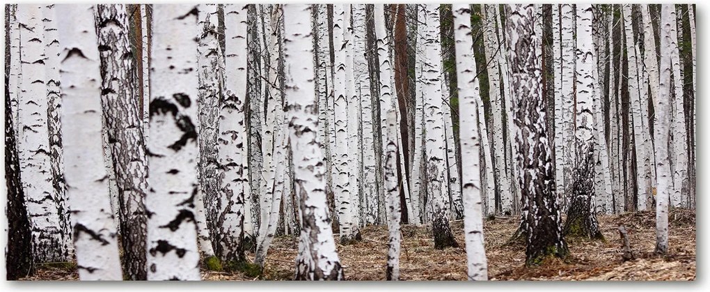 Foto Lacobel Üvegpanel Konyha Nyírfa XXL