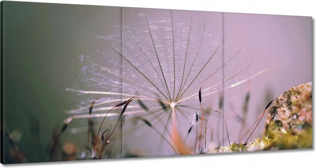 Vászonkép 120x60 Pitypang pitypang