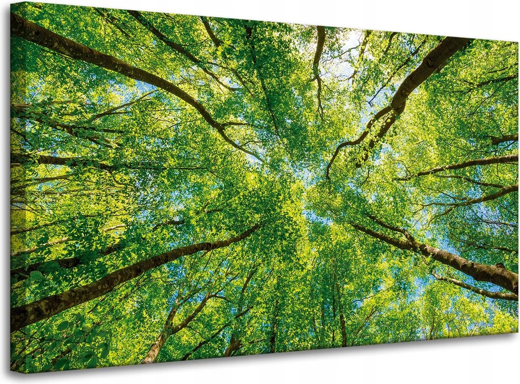 Vászonkép Fák Levelek Természet Erdő Tavasz 100x60 cm