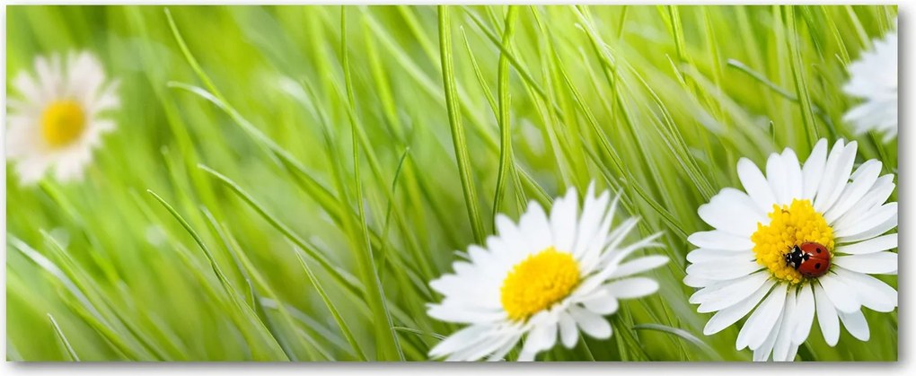 Foto Lacobel Üvegpanel Konyha Margaréták XXL