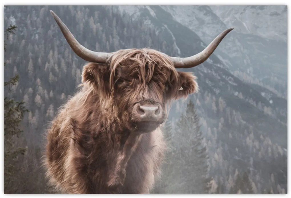 Kép - Highlander tehén (90x60 cm)