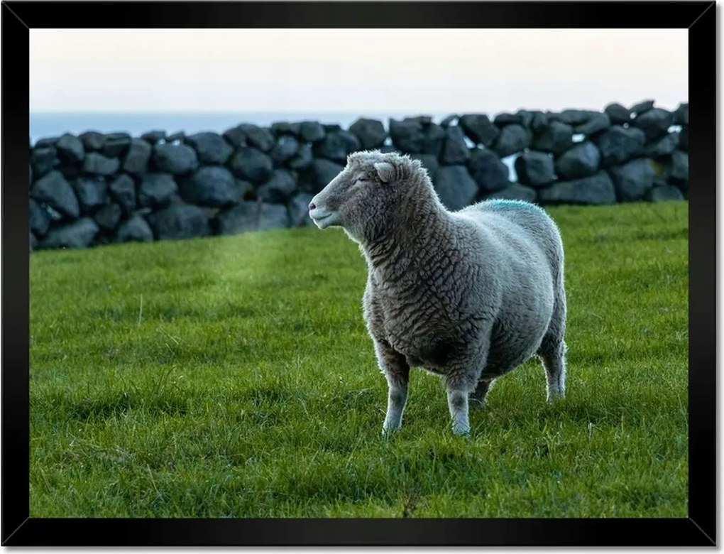 Poszterek keretben 40x30 Juh legeltetés Bárányok